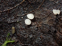 Hymenoscyphus immutabilis