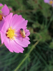 Neocapsus
