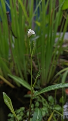 Persicaria dichotoma
