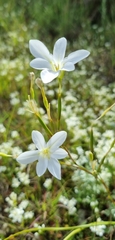Moraea bulbillifera