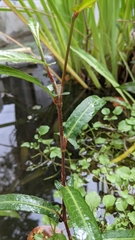 Persicaria dichotoma