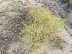 Haplophyllum tuberculatum