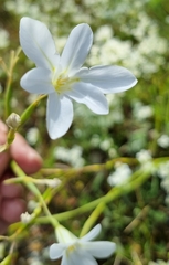 Moraea bulbillifera