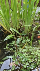 Persicaria dichotoma