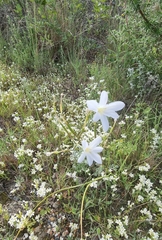 Moraea bulbillifera