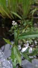 Persicaria dichotoma