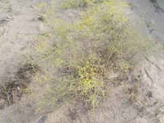 Haplophyllum tuberculatum