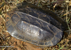 Melanochelys trijuga