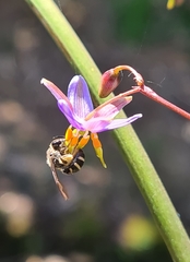 Lipotriches australica