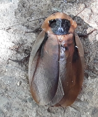 Blaberus discoidalis