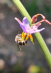 Lipotriches australica