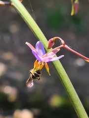 Lipotriches australica