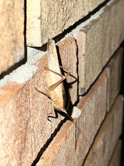 Pyrgocorypha uncinata