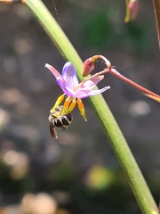 Lipotriches australica