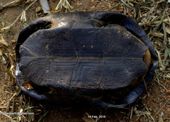 Melanochelys trijuga