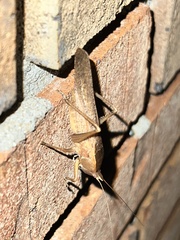 Pyrgocorypha uncinata