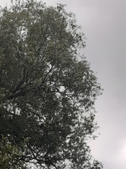 Chrysococcyx lucidus lucidus