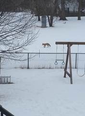 Vulpes vulpes