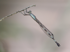 Indolestes tenuissimus