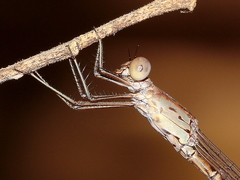 Indolestes tenuissimus