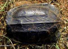 Melanochelys trijuga