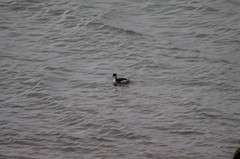 Podiceps nigricollis