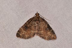 Chrysolarentia pantoea