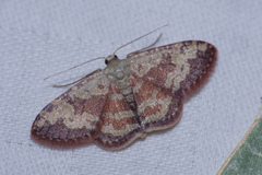 Idaea vacillata