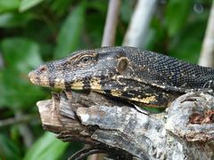 Varanus salvator salvator