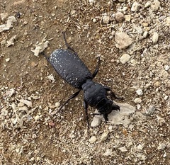Mecodema crenaticolle