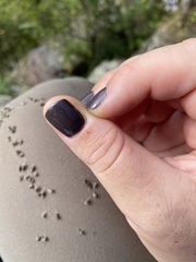 Amblyomma americanum