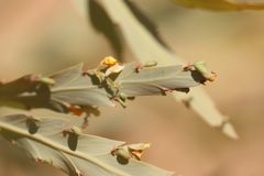 Bossiaea bossiaeoides