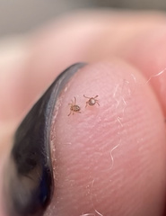 Amblyomma americanum