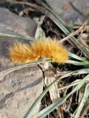 Pygarctia