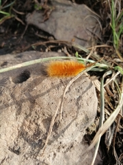 Pygarctia