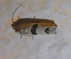 Pelochrista mirosignata