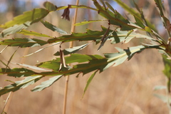 Bossiaea bossiaeoides