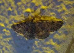 Scopula plantagenaria