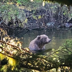 Ursus arctos middendorffi