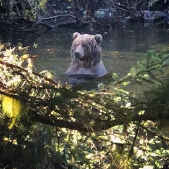 Ursus arctos middendorffi