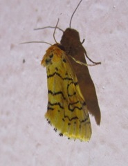 Chrysoecia atrolinea