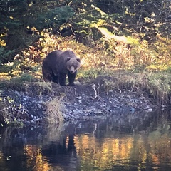 Ursus arctos middendorffi