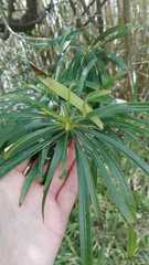 Pouteria salicifolia