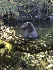 Ursus arctos middendorffi