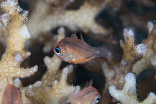 Jebb's siphonfish (Siphamia jebbi) — Apogonidae