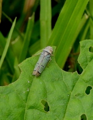 Pseudometopia amblardii