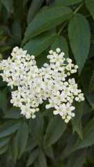 Sambucus australis