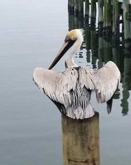 Pelecanus occidentalis