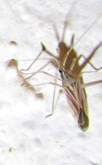 Phytocoris roseipennis