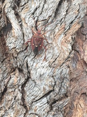 Poecilometis alienus